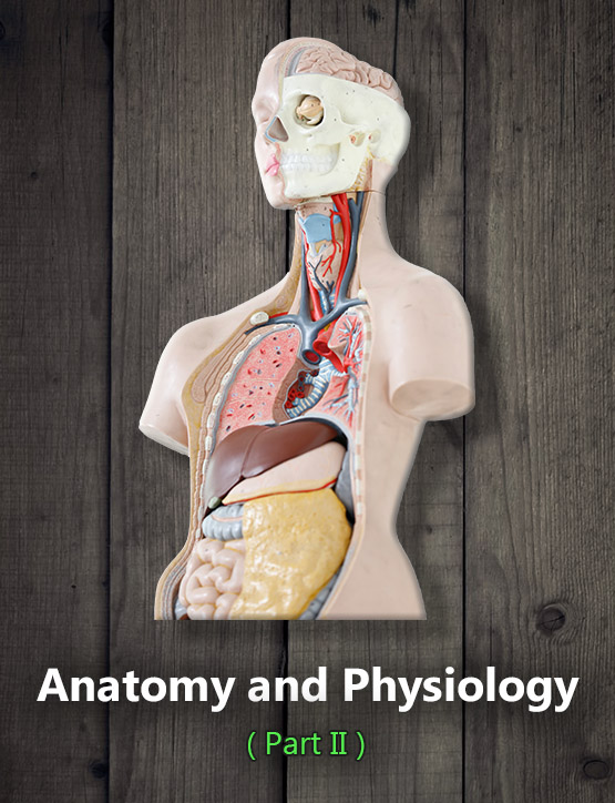 Anatomy and Physiology Online Course (Part II) Biology Diagrams