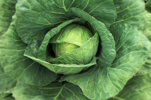 A Cabbage Juice Recipe for Digestive Problems