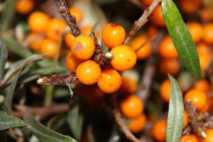 sea buckthorn benefits