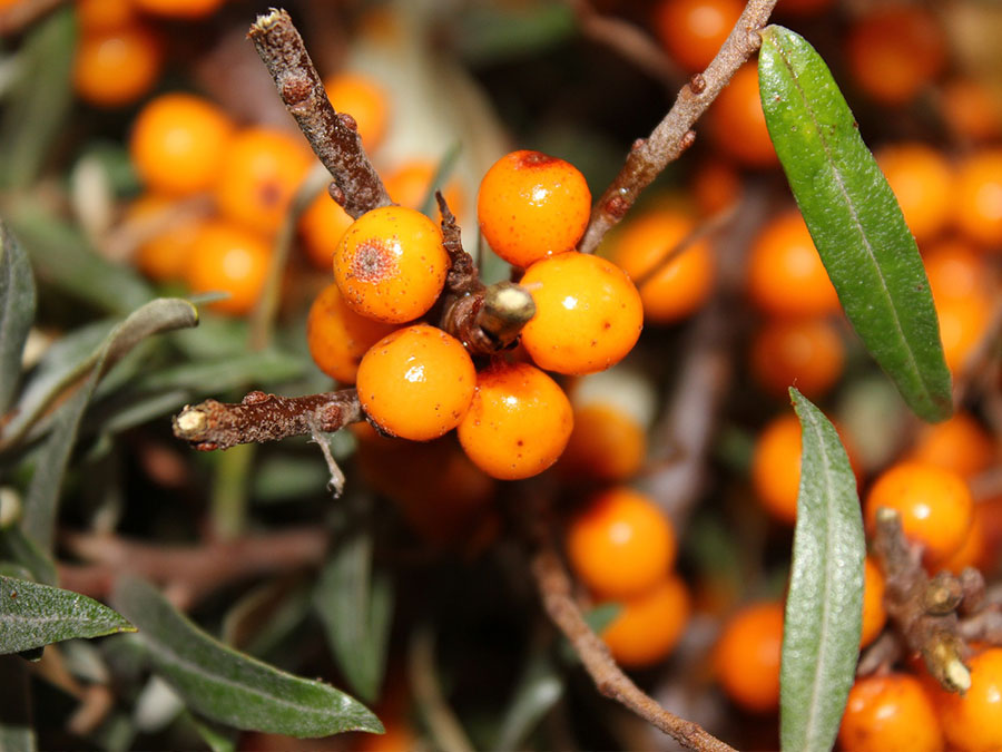 sea buckthorn benefits