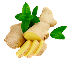 Fresh ginger is effective against nausea