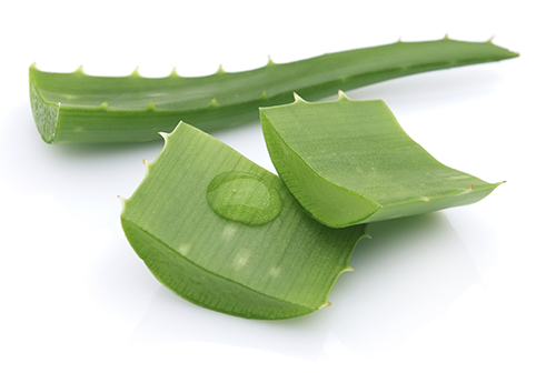 Aloe vera gel for burns and sun burn