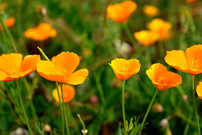 California poppy benefits