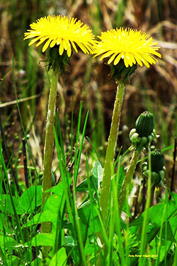 Dandelion leaf benefits