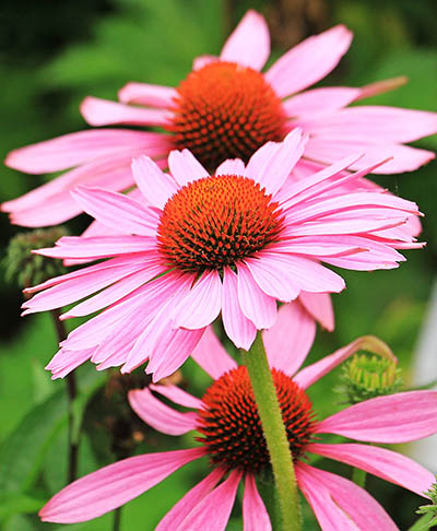 Echinacea for children