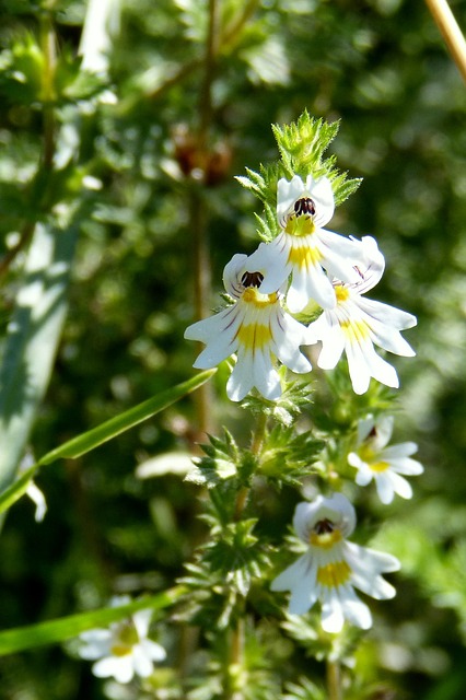 Eyebright for eyes