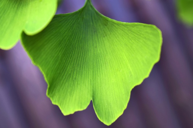 Ginkgo biloba for eyes - Aiding circulation of blood to the eyes