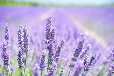 Lavender powder benefits