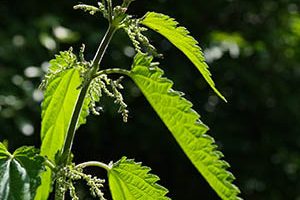 Nettle leaf benefits