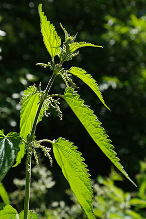 Nettle leaf benefits