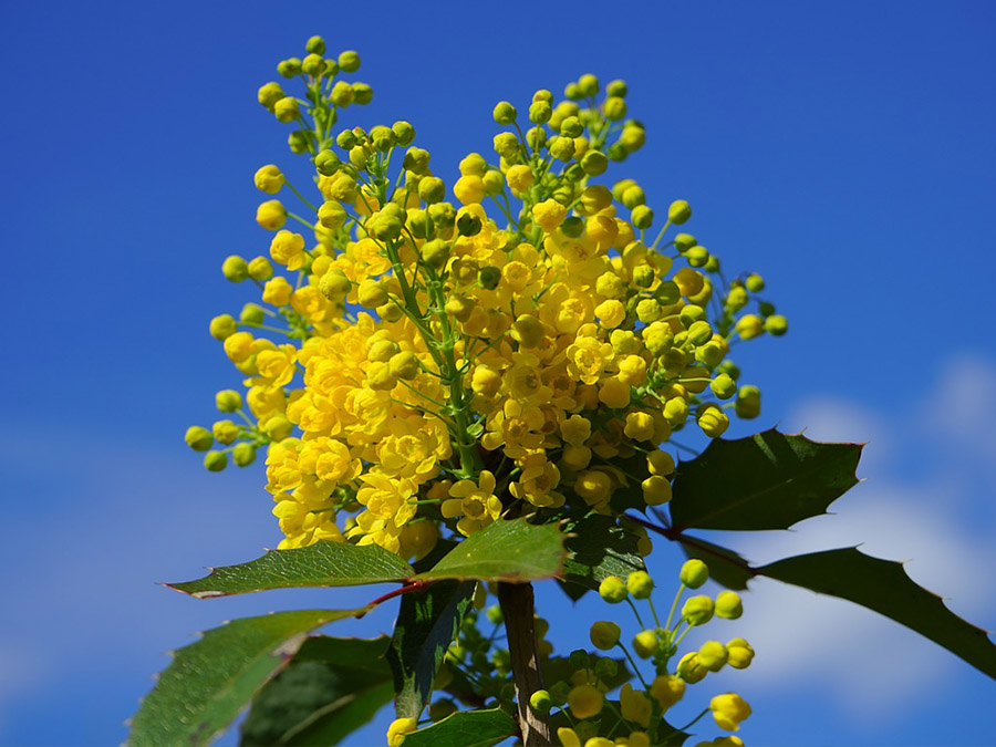 Herbal antibiotics - Mahonia