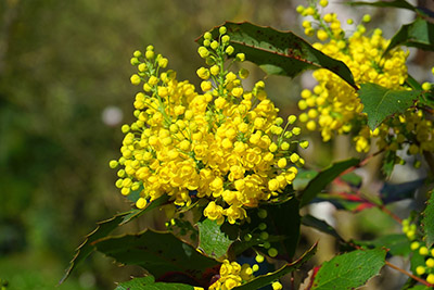 Mahonia